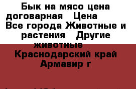 Бык на мясо цена договарная › Цена ­ 300 - Все города Животные и растения » Другие животные   . Краснодарский край,Армавир г.